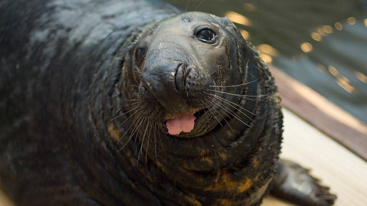 Тюлень Филя из Мурманского океанариума отметил свой 34-й день рождения тортом из трески Общество