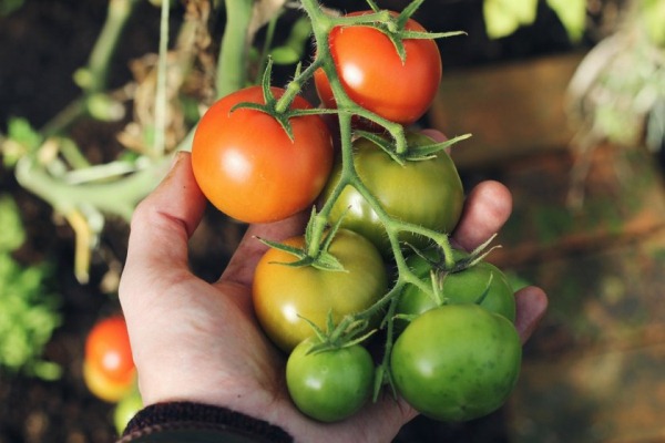 Как ускорить созревание зеленых томатов плоды, нужно, помидоры, только, можно, градусов, томаты, спелые, сбора, температуры, когда, снимать, вместе, которые, тепличных, способ, предполагает, время, собирать, здесь