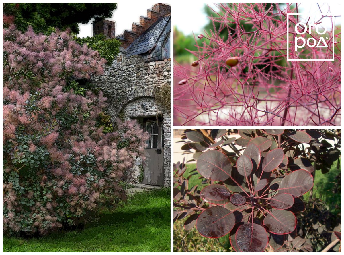 Скумпия кожевенная (Cotinus coggygria)