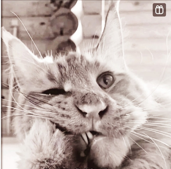 Сукин кот!..