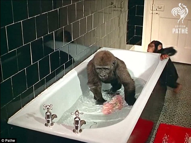 Песня бэтмен купание обезьяны. Обезьяна в ванне. Мартышка в ванне. Обезьянка моется в ванне.