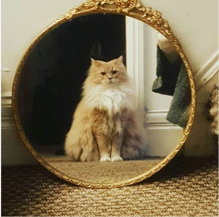 отражение пушистого рыжего кота в зеркале