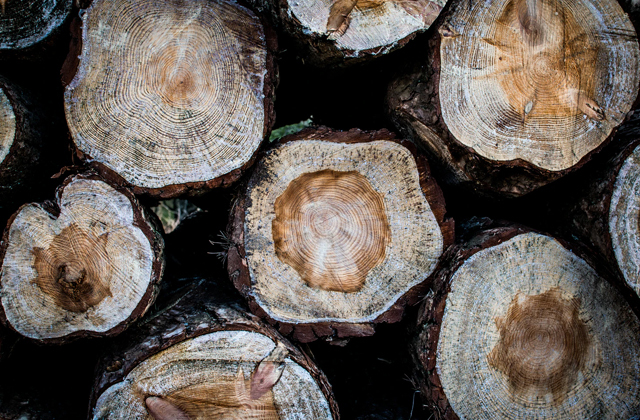 Бывают ли деревья без годовых колец? Бывают ли деревья без годовых колец?