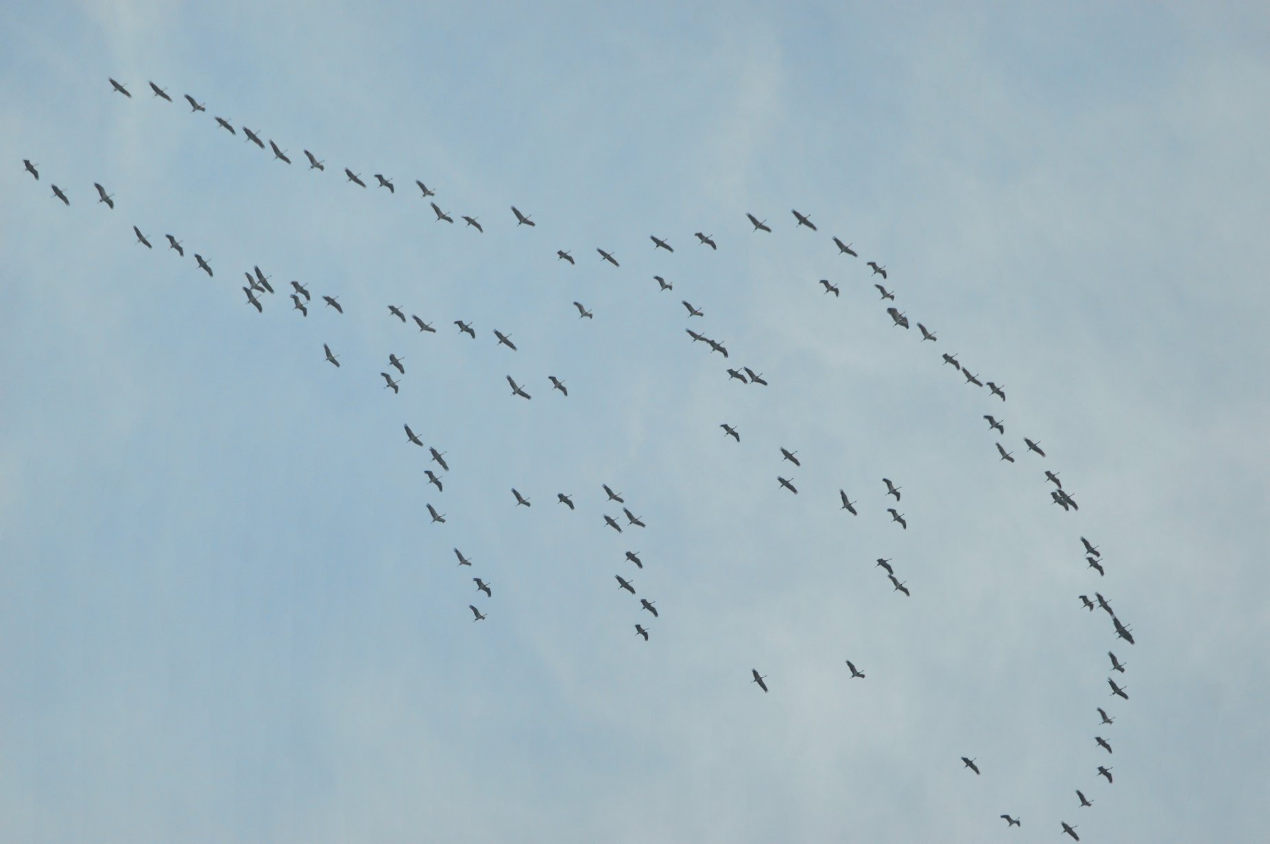 Миграция птиц на Юг