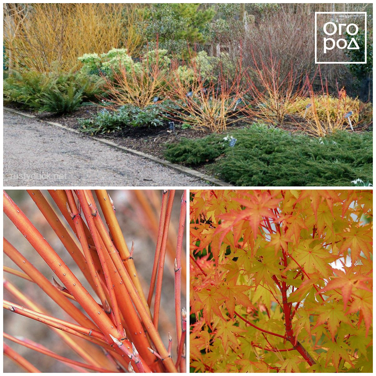 Дерен красный (Cornus sanguinea)