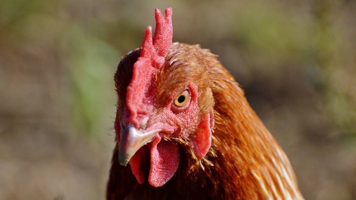 Горение зараженных птичьим гриппом куриных тушек в Тюмени продлится до 15 ноября