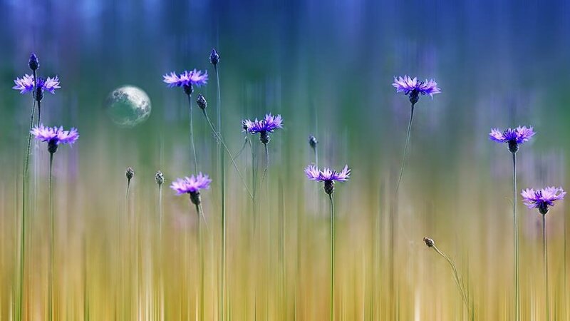 Фотограф Кристин Эллджер (Christine Ellger). Цветы фотографии, Кристин, представление, входит, запечатлевая, вокруг, фотографирует, течение, обработки, художественной, вариантами, всеми, особенно, цифровой, начался, интерес, Эллджер, Дрездене, технологий, информационных