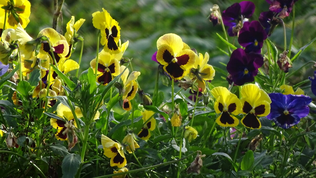 5 самых некапризных цветов из бабушкиного палисадника дача,огород,сад,цветы