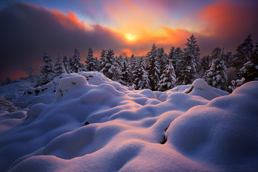 Земля, укрытая снегом и хвойный лес в снегу на фоне заката, автор FlorentCourty