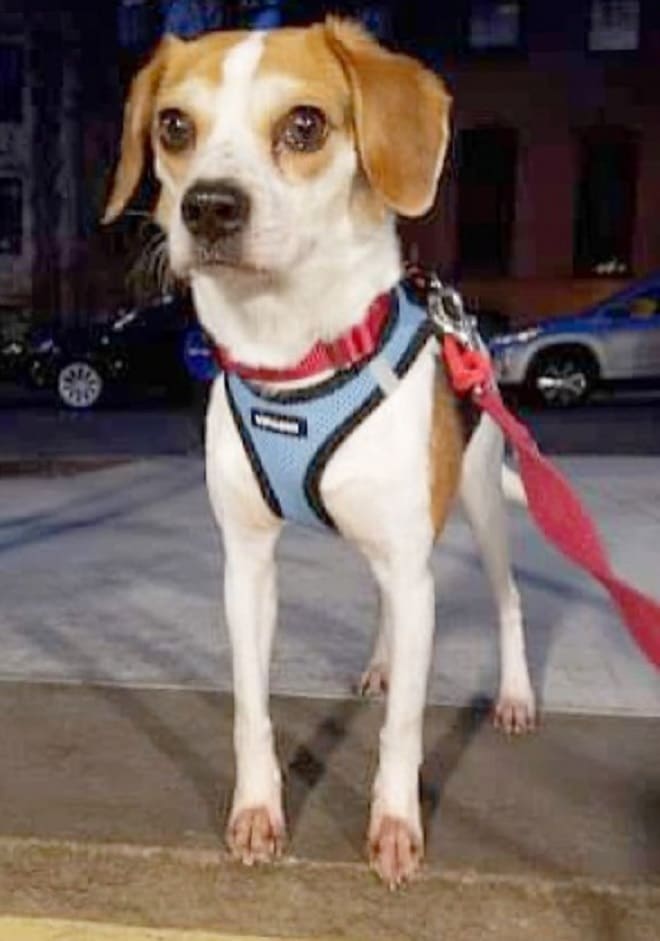 Собака стоит