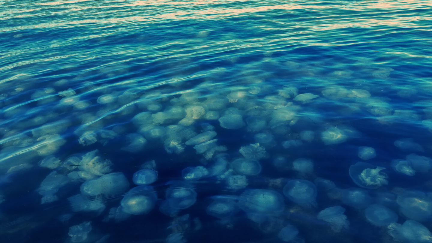 Трансформация морей: почему и как они меняются уровень, Сегодня, больше, может, самых, самое, медуз, планеты, пресной, Балтийского, людей, курорт, около, прямо, побережье, через, переживает, Института, прошлое, водой