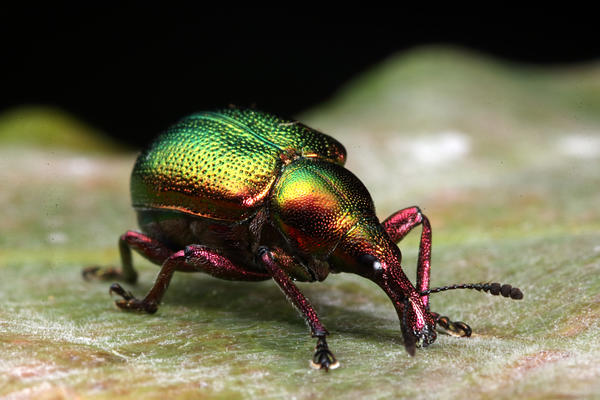 ��������� ����� ��� ������ ������ - ���������-���������. �� ���� - �������� ������