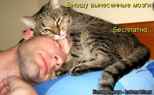 Новая котоматрица (36 фото)