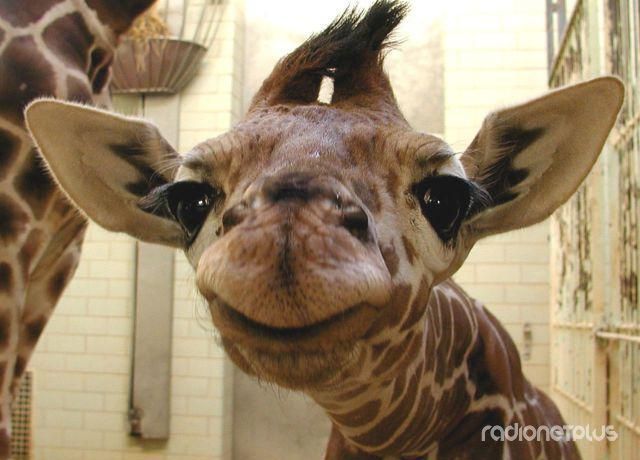 Эти смешные животные Эти смешные животные