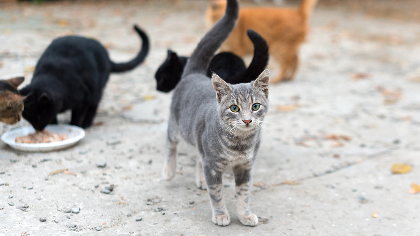 Бездомные кошки