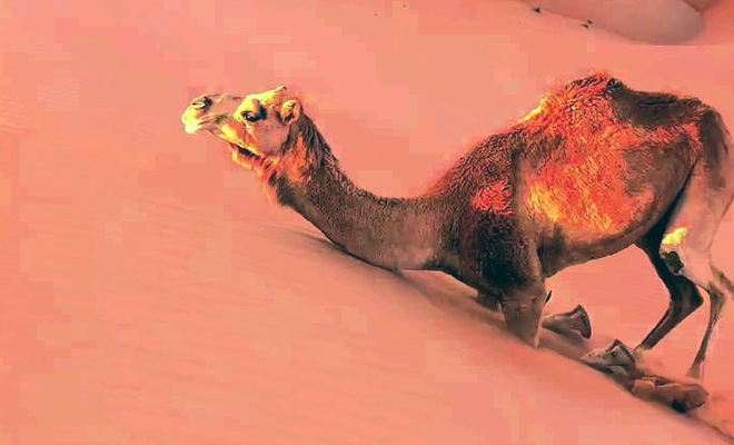 Верблюды научились забираться на высокие дюны, даже если песок все время осыпается с их верха: видео
