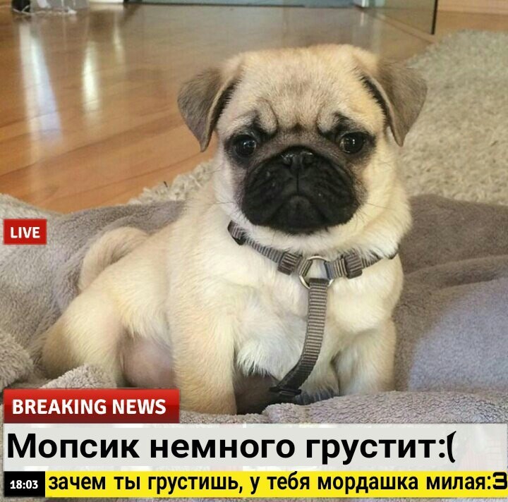 Доброжелательные новости, которые мы заслуживаем животные, интересное, новости, фотоприкол