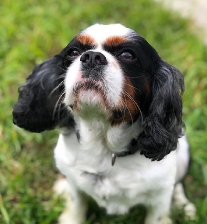 Собака сидит