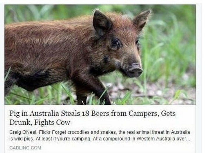 Когда кабан украл у кемперов пиво, напился и подрался с коровой. WTF?! австралия, в мире, животные, насекомые, подборка, прикол, юмор