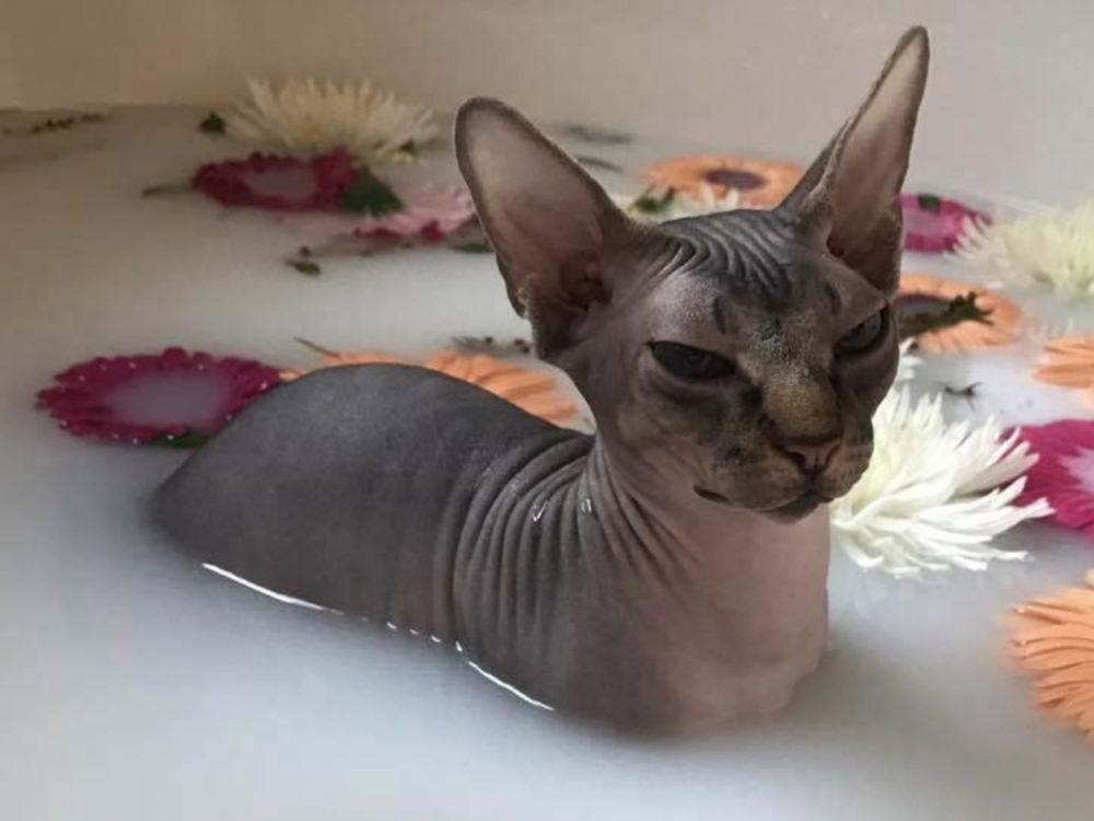Коты потеют. Лысики коты. Мексиканская бесшерстная кошка.