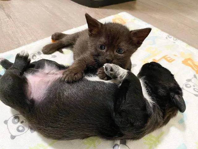Без кота и жизнь не та