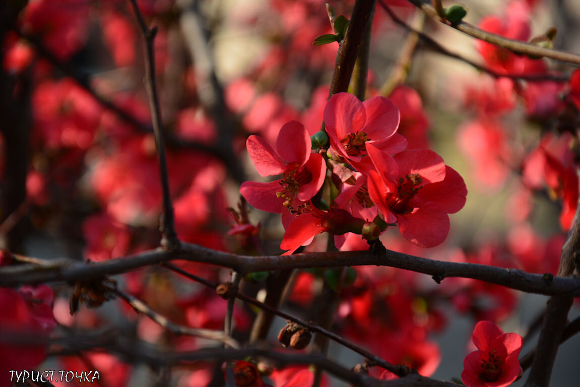 Весна в Геленджике: в начале марта на черноморском курорте цветут деревья