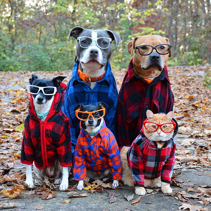 Fall Out Boys