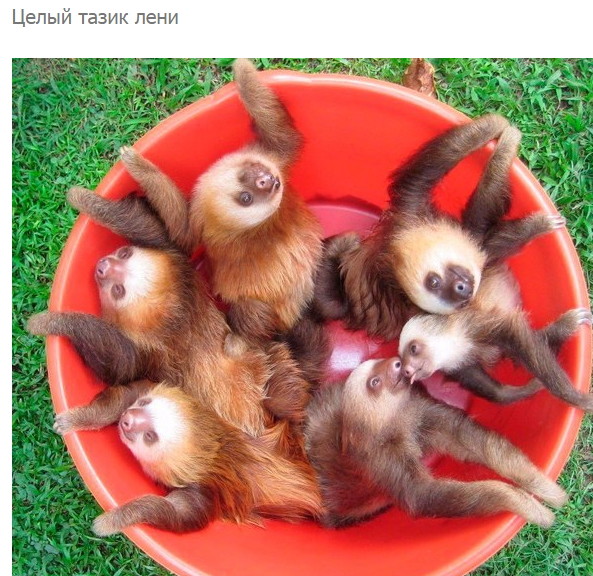 Смешные комментарии и высказывания из социальных сетей высказывания, комментарии, прикол