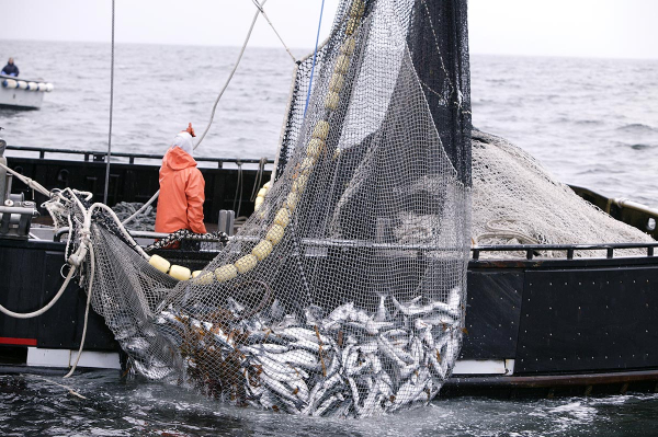 Ударили экспортом по санкциям. Россия рвется в топ поставщиков рыбы