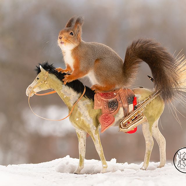 Шведский фотограф 6 лет преследует белок и собирает самые редкие кадры картинки
