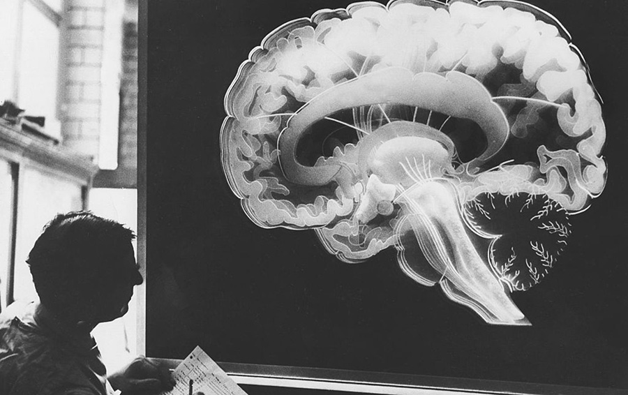 5 загадок мозга, над которыми бьются ученые мира мозг,наука,тайны и загадки
