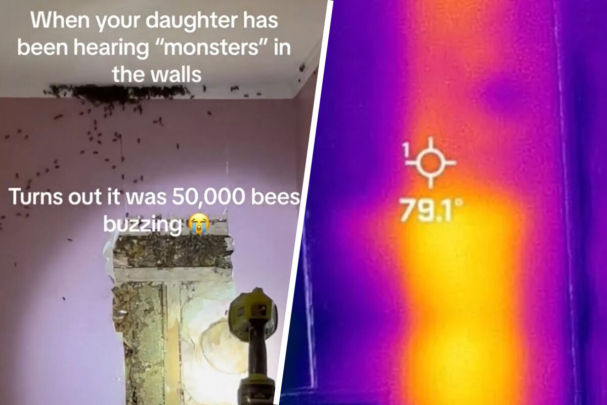 Daily Star: в США пчелы построили огромный улей в стене жилого дома