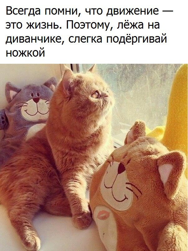 Картинки приколами смешные с надписями для выходного, крещением девочки картинки