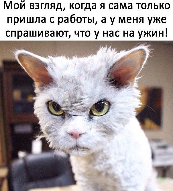 Юмор и сарказм: чудесное настроение для всех — гарантировано! Юмор и сарказм: чудесное настроение для всех — гарантировано!