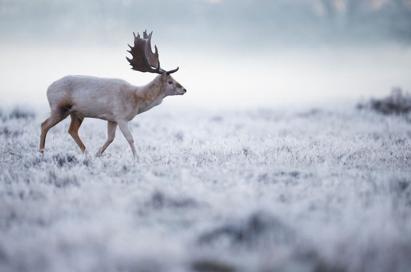 Красивая зима 2022 животные,природа,Путешествия,фото