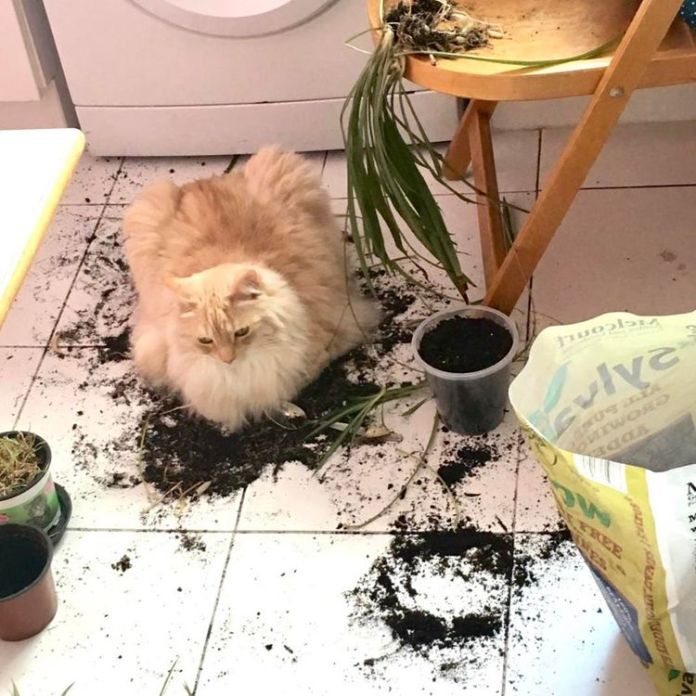 Без кота и жизнь не та