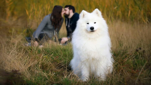 Украсть Ральфа