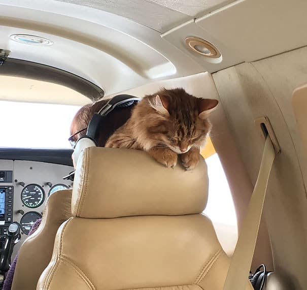 This Is How Desmond Sleeps On A Plane