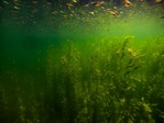 Подводный мир Телецкого озера / Фото: Роман и Татьяна Воробьевы