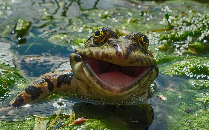 Необычный конкурс Comedy Wildlife Photography Awards 2016