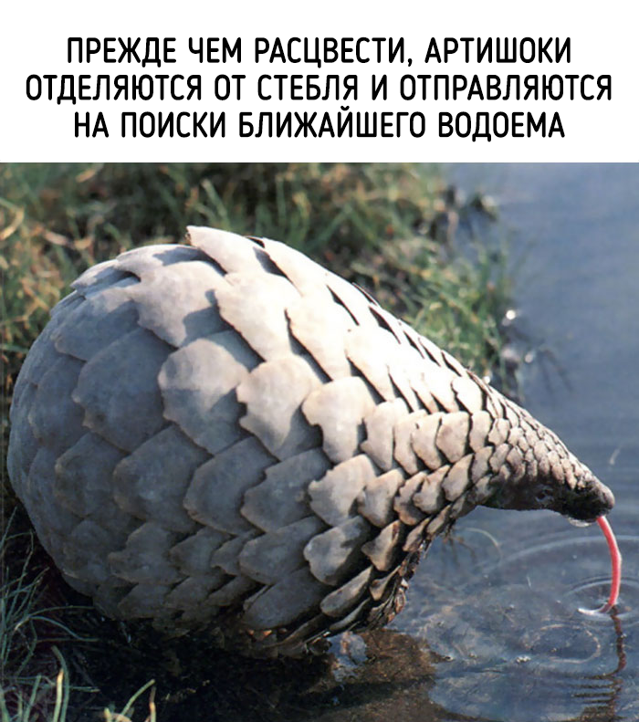 забавные факты о животных 