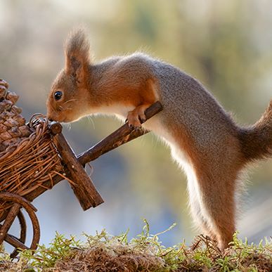 Шведский фотограф 6 лет преследует белок и собирает самые редкие кадры картинки