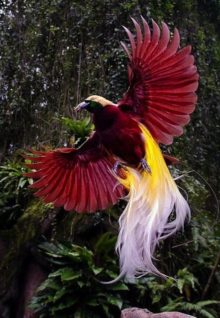 Райская птица великолепие, животные, интересное, красота, полет, птицы, факты