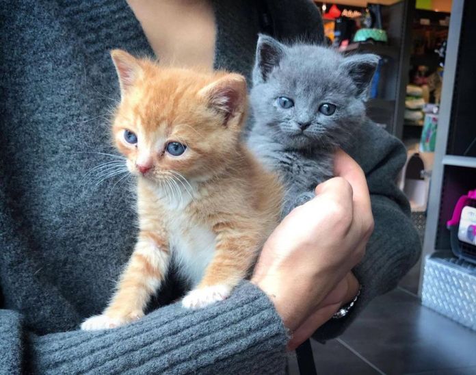 Без кота и жизнь не та