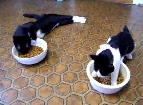 Кошки, которые разучились правильно ест