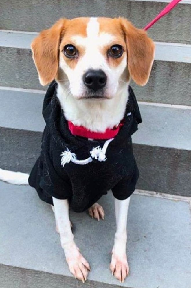 Собака в одежде