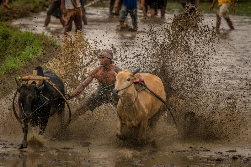 8. Примерно так и проходят традиционные гонки на быках в Индонезии. видео, животные, приколы, фото, юмор