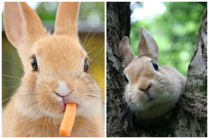  Несмотря на существование более 150 кролячьих окрасов, разных цветов глаз у них существует всего пять: коричневый, серо-голубой, голубой, розовый и мраморный интересное, кролик, опасность, породы, факты