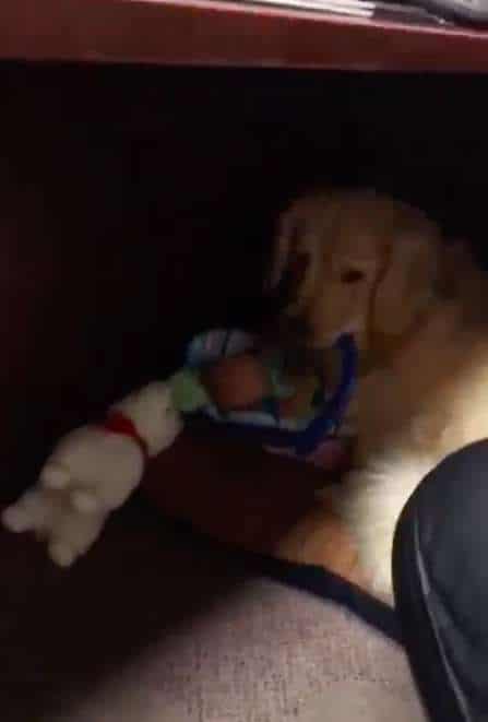 щенок с игрушками