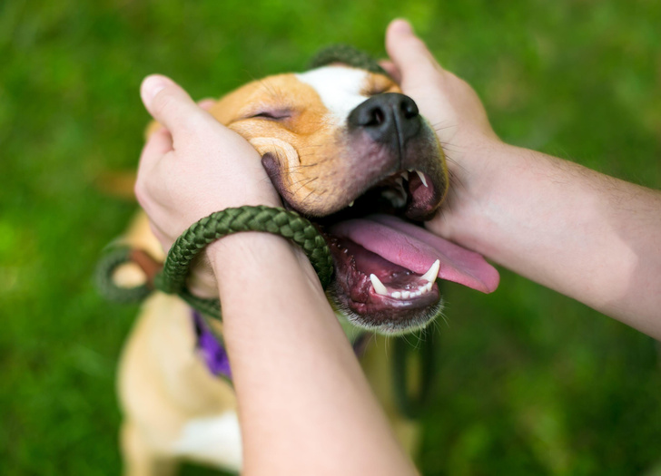 Почему собаки лижут руки? биология,животные